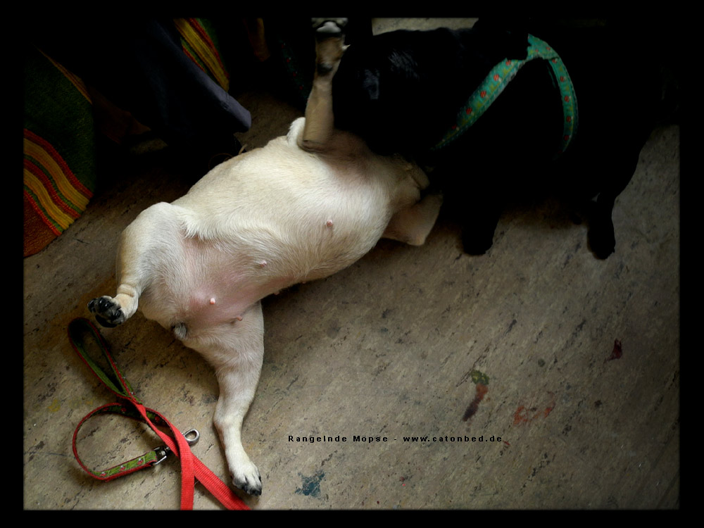 Angelika Middendorff