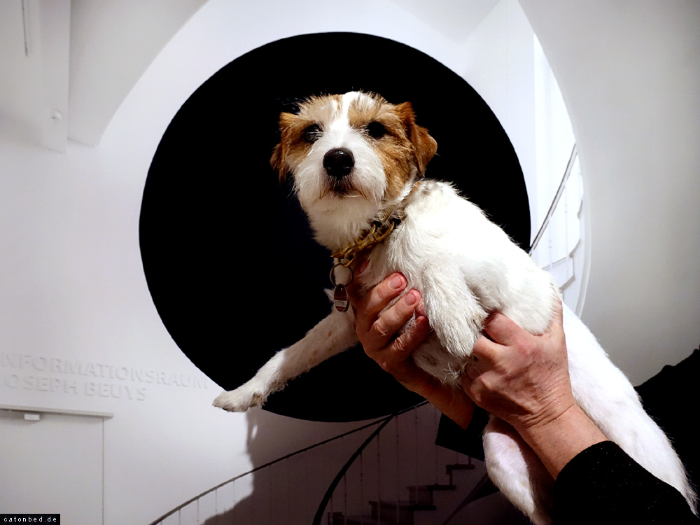 Georges Rousse: "Darmstadt, 2015"| Foxterrier Waldemar